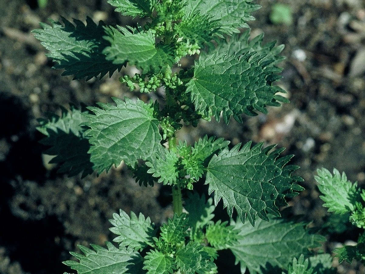 Urtica urens (Urticaceae)